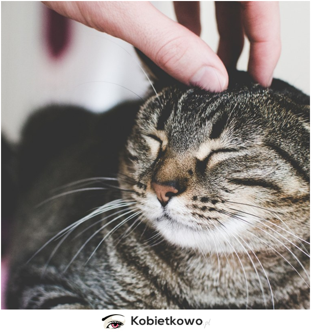 Chciałabyś zostać zawodową przytulaczką kotów?