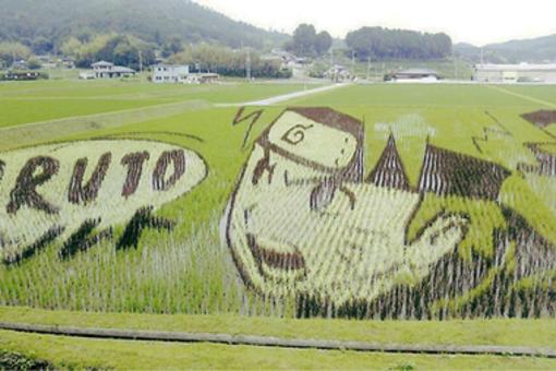 Te rysunki na polach ryżowych są wręcz niewiarygodne!