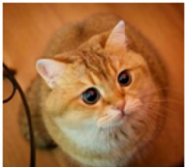 Poznajcie Hosico, najpopularniejszego kota na Instagramie