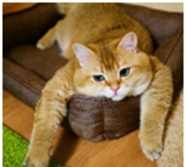 Poznajcie Hosico, najpopularniejszego kota na Instagramie