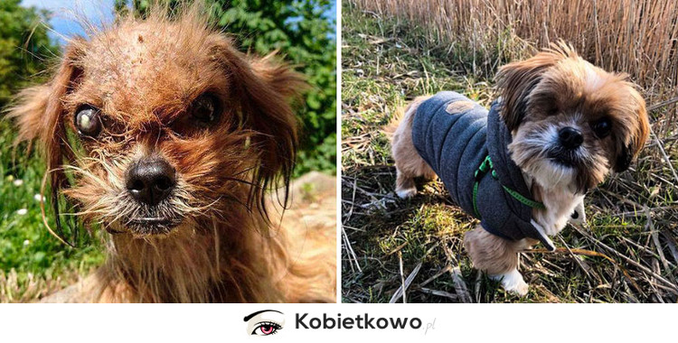Zdjęcia przed i po adopcji zwierząt