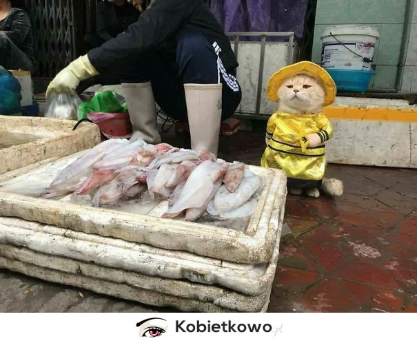 Zobaczcie jak wygląda najsłodszy sprzedawca ryb!