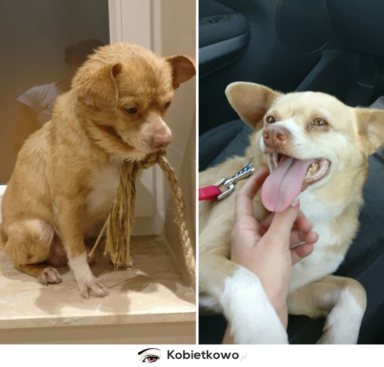 Zdjęcia przed i po adopcji zwierząt