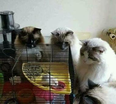 Śmieszne zdjęcia kotów, które poprawią ci dziś humor!