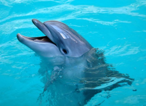 Jak porozumiewają się delfiny? SZOK! WIEDZIAŁEŚ?