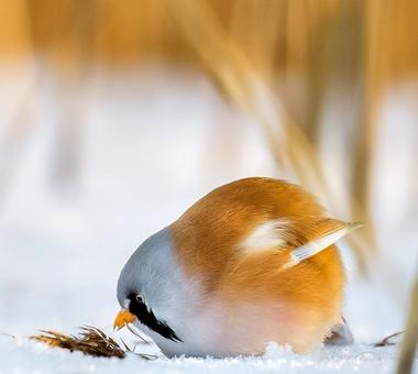 Fiński fotograf robi zdjęcia prawdziwym Angry Birds.