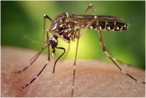 Oto najlepsza pułapka na komary – już nigdy Cię nie pogryzą!