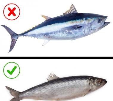 Czy ryby są zdrowe?