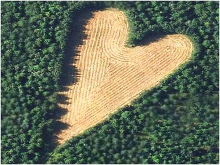 Zasadził 6000 drzew, wszystko po to, by uczcić pamięć zmarłej żony. Jednak to nie wszystko!