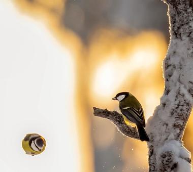 Fiński fotograf robi zdjęcia prawdziwym Angry Birds.