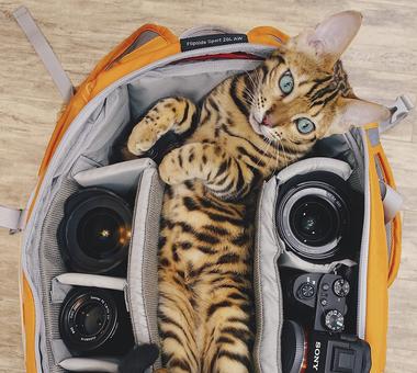 Bengalski kot podróżnik! Poznajcie Suki, kota który jeździ po świecie.