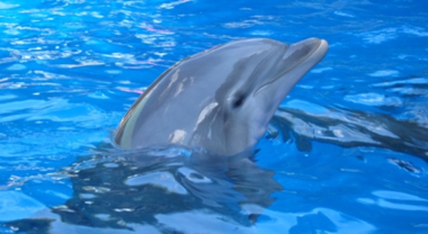 Jak porozumiewają się delfiny? SZOK! WIEDZIAŁEŚ?