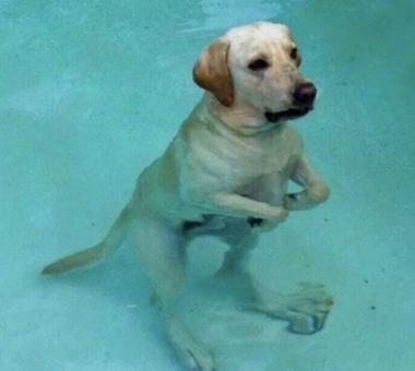 Śmieszne zdjęcia psów, które poprawią Ci humor!