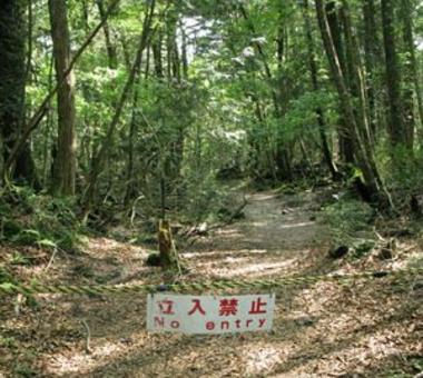 Japoński las samobójców! [DRASTYCZNE ZDJĘCIA]