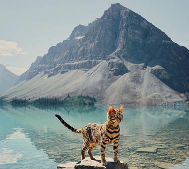 Bengalski kot podróżnik! Poznajcie Suki, kota który jeździ po świecie.