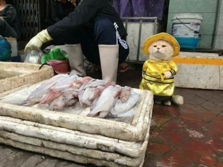 Zobaczcie jak wygląda najsłodszy sprzedawca ryb!
