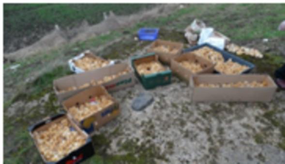 Ktoś wrzucił do rowu ponad 1000 malutkich kurczaczków i zostawił na pewną śmierć!